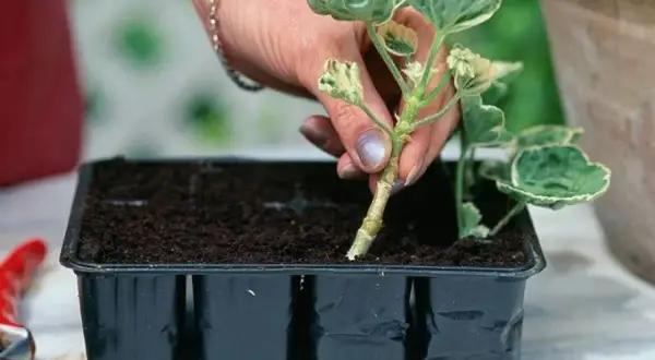 En hand planterar en stickling av Saxifraga stolonifera i en såbrätte fylld med jord.
