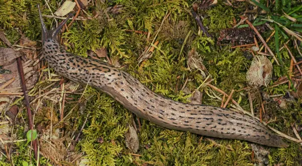 En stor leopard snigel med mörka fläckar slingrar sig över grön mossa och barr.