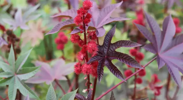 Röda, taggiga frökapslar och stora, handflikiga blad på en ricinus communis-växt.