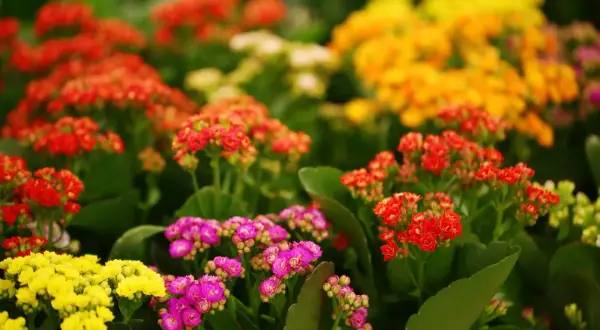 En blomstrande äng av kalanchoe blossfeldiana i gult, rosa och rött.