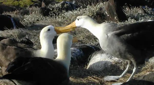 Två albatrosser i Sverige möts med näbbarna. En tredje albatross syns i bakgrunden.
