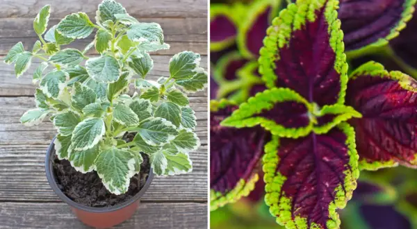 Två sorters palettblad: en i kruka med gröna och vita blad, och en närbild på mörklila blad med limegröna kanter.