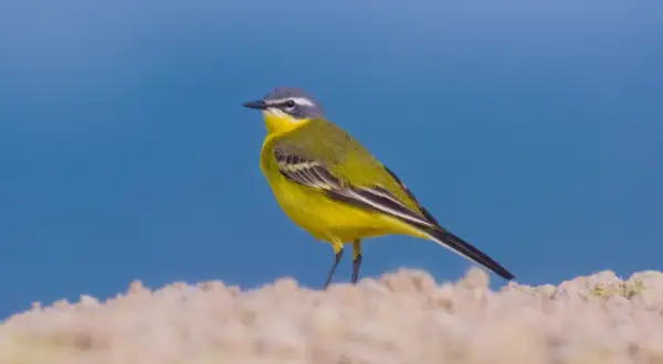 En gul fågel med grå hjässa och svarta vingar står på en sandig yta mot en blå bakgrund.