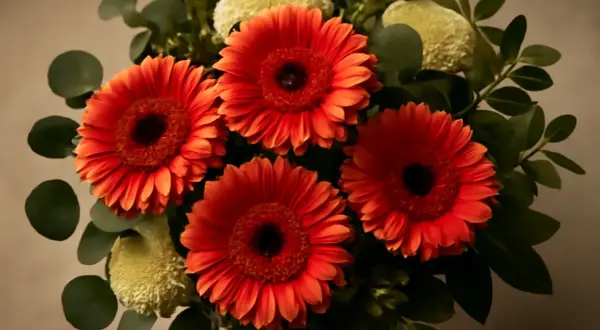 En bukett med lysande orange gerbera blommor, omgiven av gröna blad och fluffiga vita blommor.