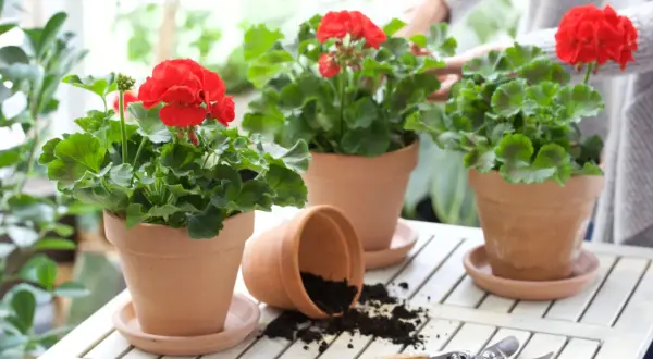 Röda pelargoner i terrakottakrukor på ett vitt bord. En kruka har vält och jord har spillts ut. En person i bakgrunden sköter om blommorna. Perfekt för utomhusbruk när temperaturen är rätt.