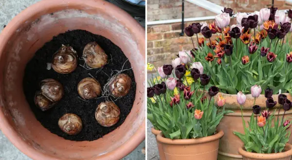 Lökarna ligger redo att planteras i en kruka, för att sedan blomma som en vacker tulpan i kruka.