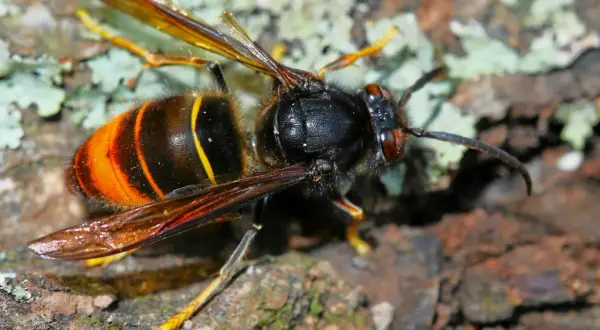 En närbild av en asiatisk bålgeting med sina karakteristiska orange och svarta ränder, sittande på bark.