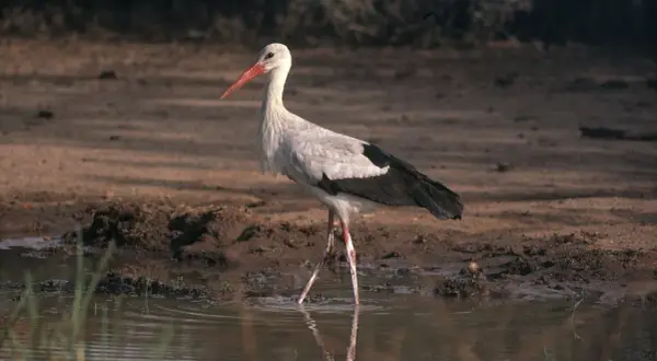 En vit stork med röd näbb står i grunt vatten. En vacker stork i Sverige, redo att fiska.