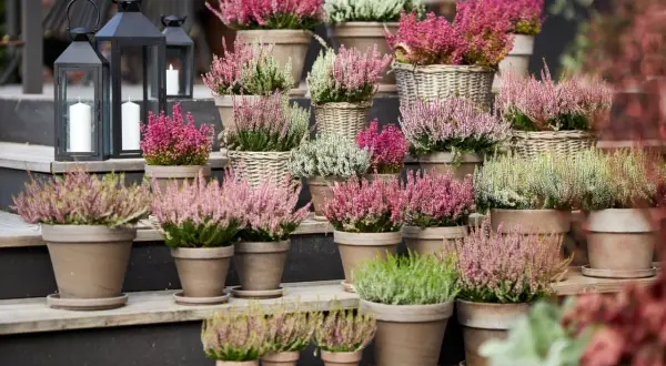 Vackra ljungplantor i krukor i olika nyanser av rosa, lila och vitt. Perfekt för att plantera ljung och skapa höststämning.