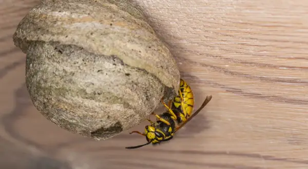 En geting bygger på sitt bo. Getingar är viktiga för att pollinera, även om de inte är lika kända som bin.