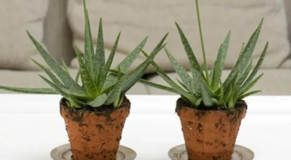 Två små aloe vera plantor i terrakottakrukor. En lång, tunn stjälk sticker upp från varje planta, kanske en kommande aloe vera blomma.