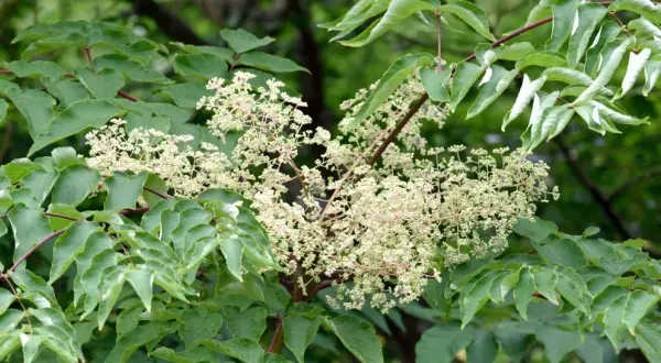 Gröna blad omger en klase av små, ljusa blommor. Aralia blomman visar sin skönhet i sommarsolen.