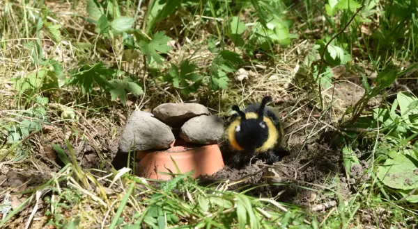 En liten humla tittar på sitt nya hem, ett humlebo byggt av stenar och en kruka.