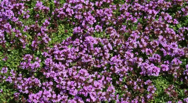 En matta av blommande backtimjan med små lila blommor och gröna blad.
