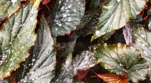 Närbild på begoniablad med mönster av vitt på bladen. Bladen är mörkgröna med röda kanter och små prickar.