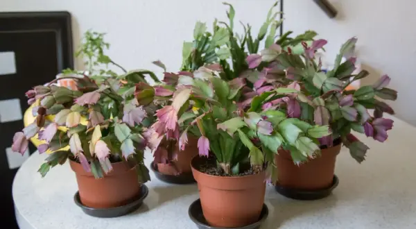 Flera novemberkaktusar i krukor, redo för omplantering. De har gröna och lila blad.
