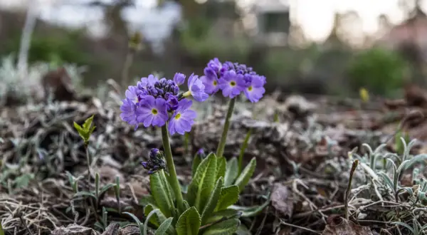 Två lila primula sorter blommar i trädgården bland vissna löv och grågröna blad.