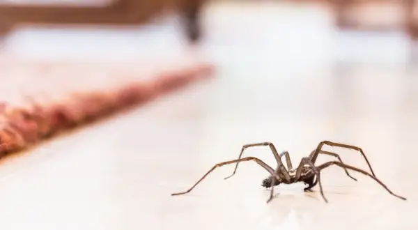 En stor spindel på golvet, en av många spindlar inomhus som dyker upp på hösten.