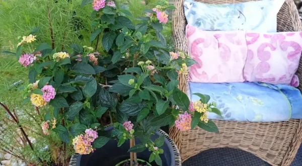 En vacker eldkrona på stam med rosa och gula blommor, bredvid en korgstol med kuddar.