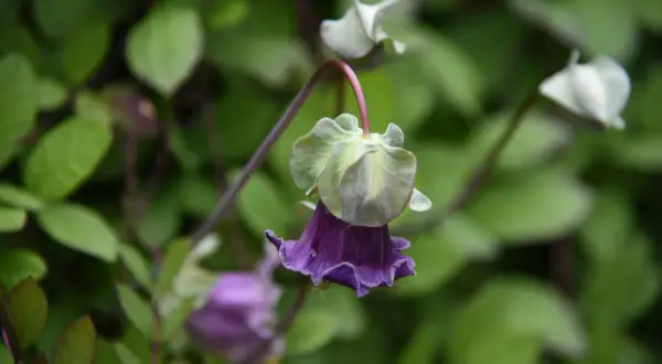 En lila klockranka i kruka hänger ner med sina klockformade blommor mot en bakgrund av gröna blad.
