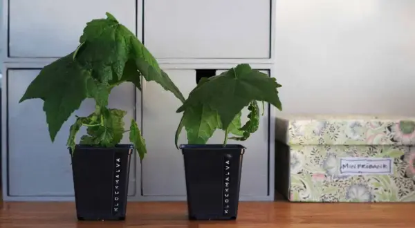 Två klockmalva sticklingar i svarta krukor, märkta "Klockmalva", står på ett träbord bredvid en blommig förvaringslåda.