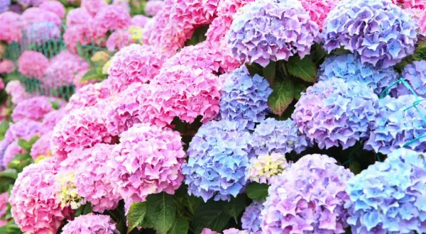 En frodig trädgård fylld med rosa och blå hortensia utomhus. Blommorna bildar ett hav av färg.