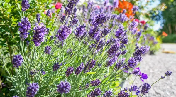Vacker lavendel blommar frodigt, ett bevis på att det går att odla i sand.