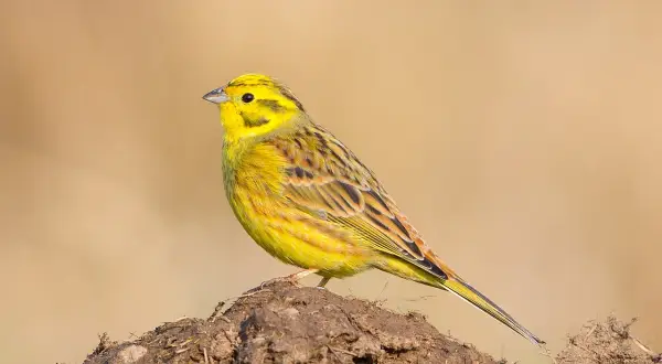 En gul svart fågel sitter på en jordhög.