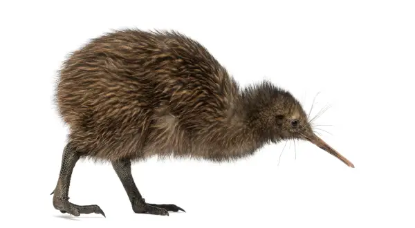 En brun, fluffig kiwi fågel med lång näbb böjer sig framåt.
