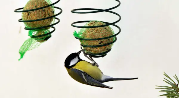 En talgboll med kokosfett till fåglar hänger i en spiral. En talgoxe hänger upp och ner och pickar på bollen.