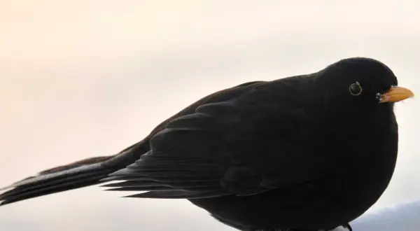 En koltrast, en vacker flyttfågel, sitter på en vit yta med en ljus bakgrund.
