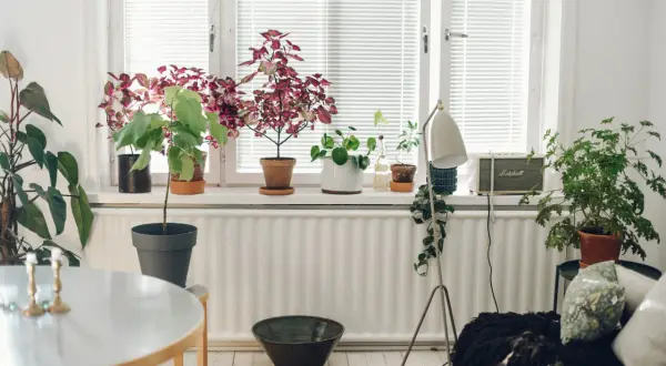 Fönsterbrädan fylls av grönska, med en Hoya carnosa som en av många växter.