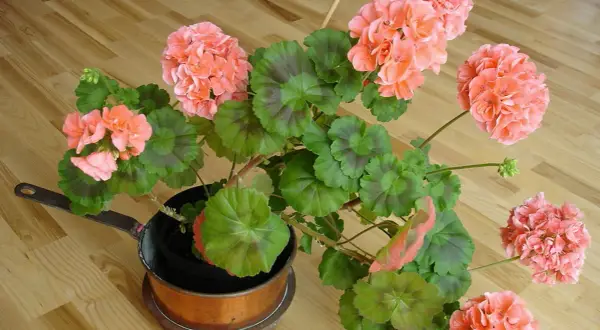 En kruka med vackra, rosa pelargoner som väntar på att klippa.