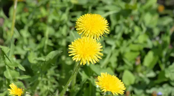 Gula maskrosor i grönskan. Visste du att maskros nyttigt kan vara?