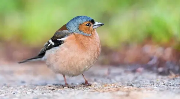 En skadad fågel, en fink, sitter på marken. Den har blågrått huvud, orange bröst och svarta vingband.