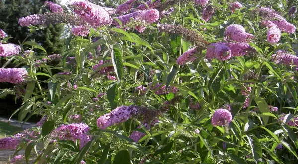 En buske med lila blomklasar, en vacker men invasiv buddleja.