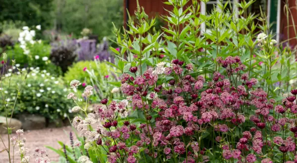 En blomsterträdgård med lila astrantia i förgrunden. Bakom syns ett rött hus och andra blommor, men bin verkar föredra andra sorter.
