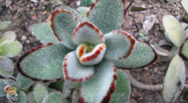 En fluffig kalanchoe utomhus med sammetslena blad och röda kanter.