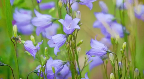 Blåklockor, sveriges nationalblomma, blommar i en grön äng.