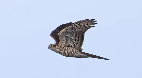 En liten rovfågel med randiga vingar och stjärt flyger mot en ljusblå himmel.