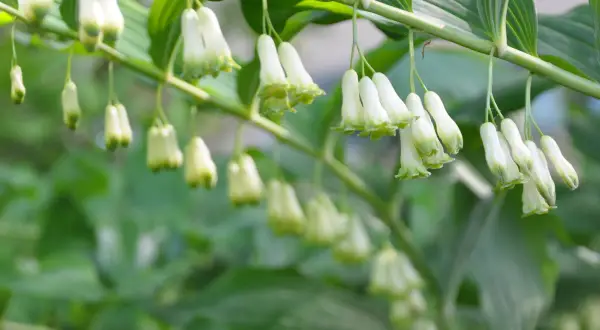 En gren med hängande, vit klocka blomma. Blommorna är små och klockformade med gröna spetsar.