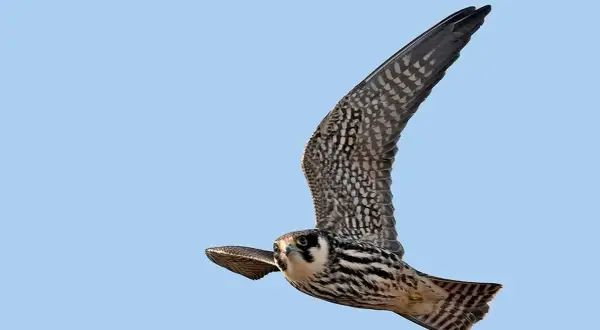 En falk underifrån med utbredda vingar mot en klarblå himmel. Dess fjädrar har ett mönster av mörka prickar och ränder.