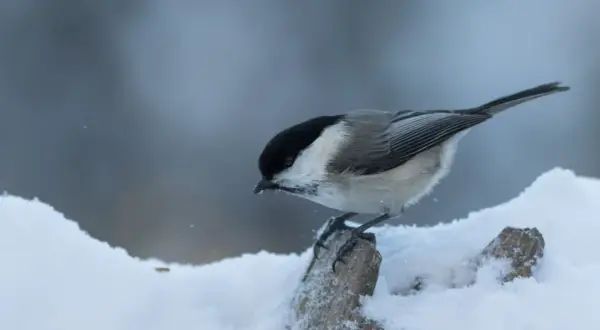 En talltita, en liten fågel med svart hätta, sitter på en snötäckt gren.