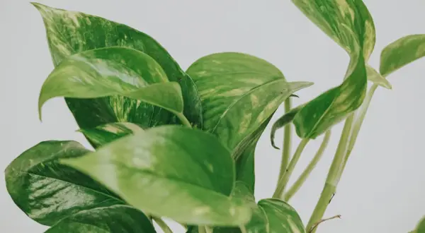 En närbild på en gullranka med sina karaktäristiska gröna blad med inslag av gula fläckar.