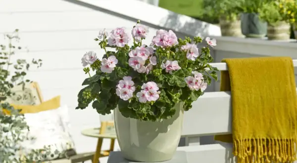 En kruka med årets pelargon Estelle, med sina ljuvliga ljusrosa blommor, står på en altan. En gul pläd hänger på räcket.