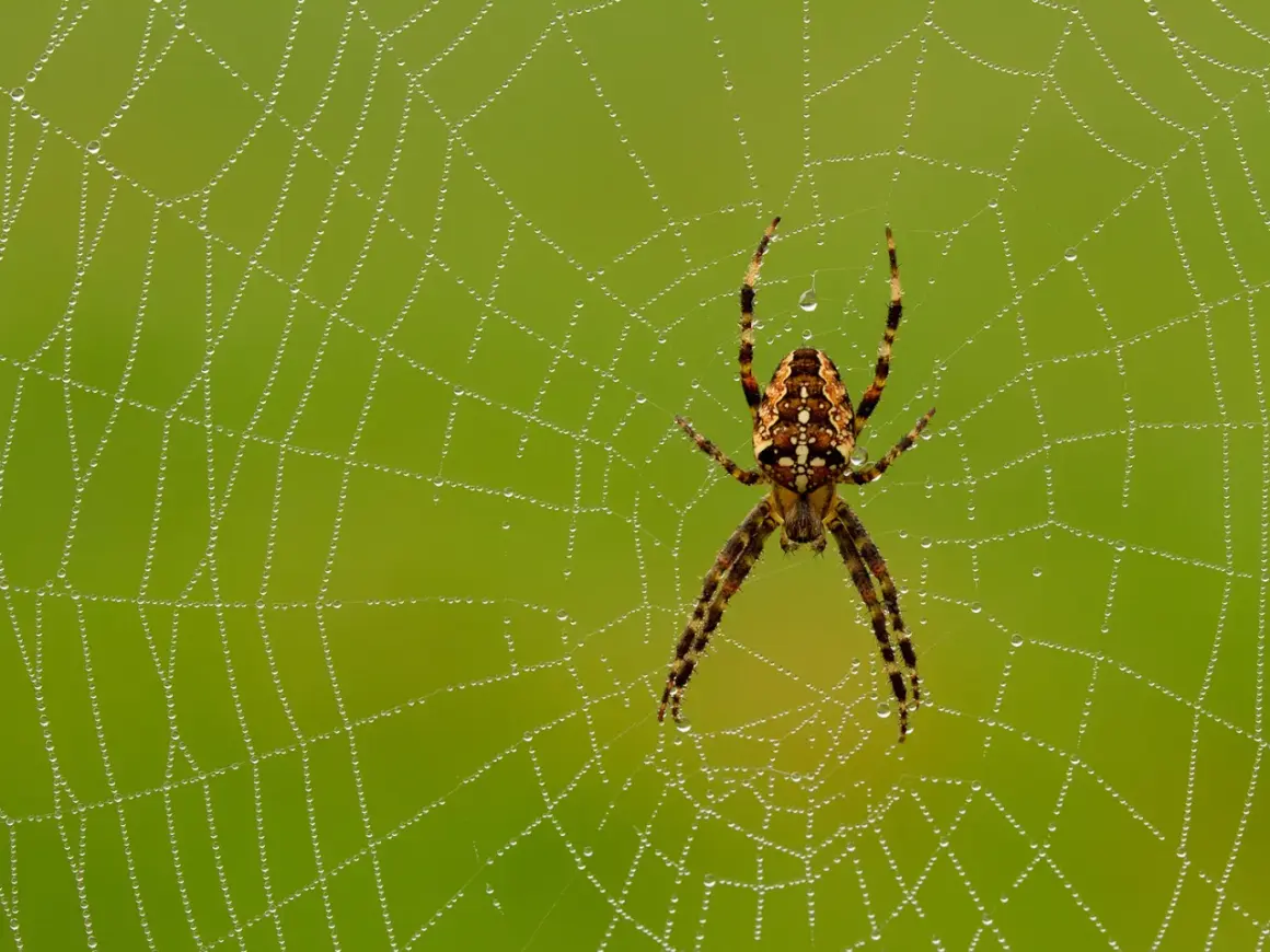 En spindel sitter i sitt nät täckt av daggdroppar. Vackra bilder på spindlar och deras spindelnät.