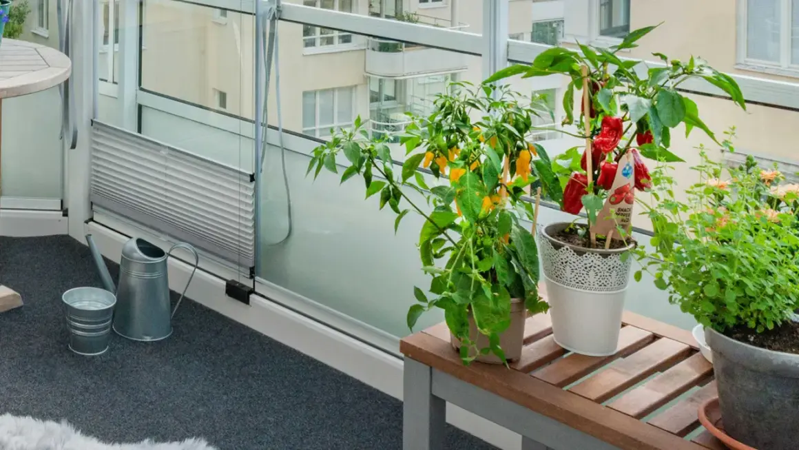 En **humle balkong** med chiliplantor och örter. Vattenkanna och hink står redo för bevattning.