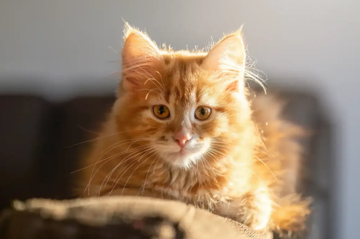 En söt, fluffig **gullranka katt** med stora, gyllene ögon tittar fram i solljuset.