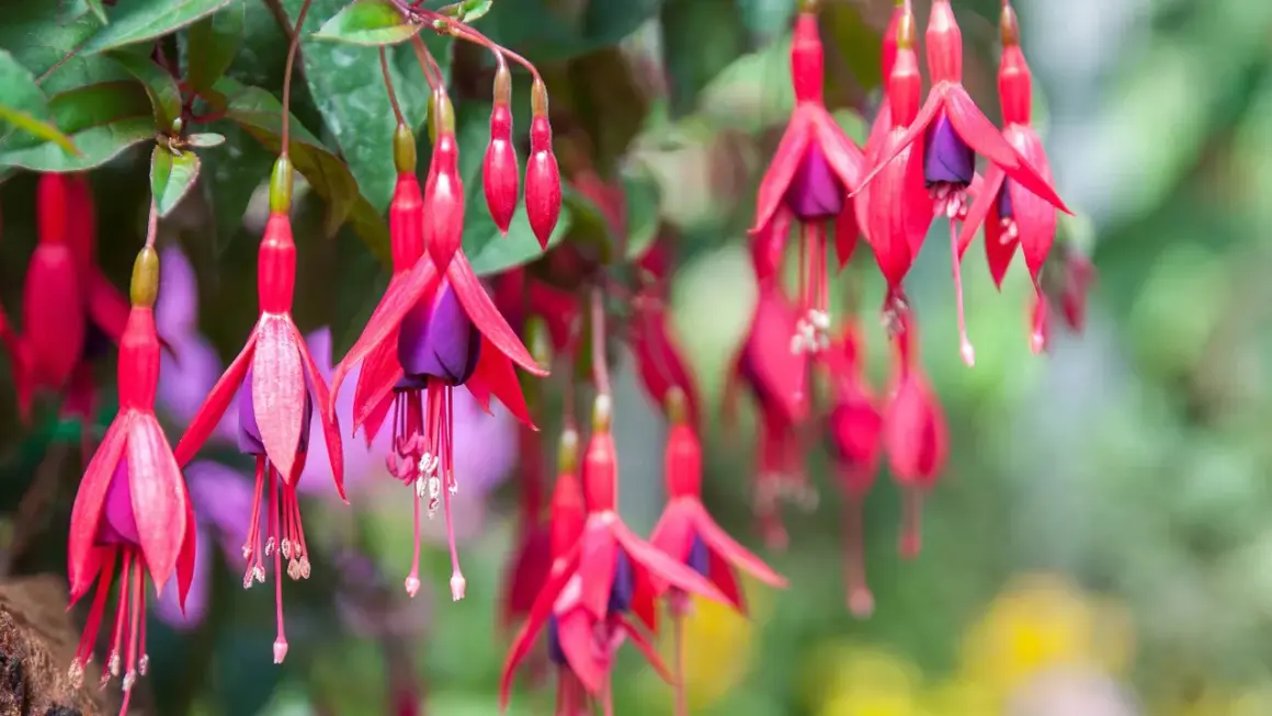 Hängande fuchsia utomhus med sina karaktäristiska röda kronblad och lila inre. En sommaräng i full blom.