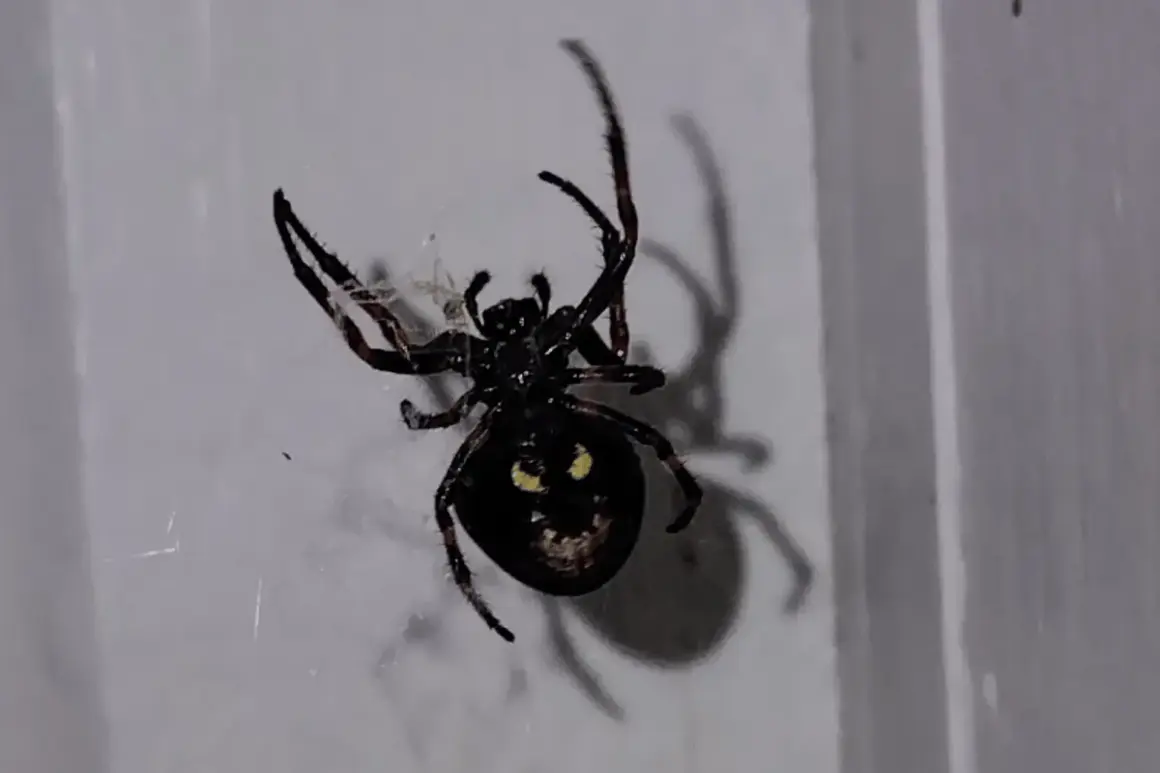 Stor svart spindel med gula markeringar på buken, som ser ut som ett ansikte. Den sitter i sitt nät inomhus.